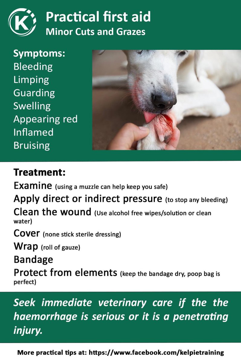 KELPIE Training tweet media