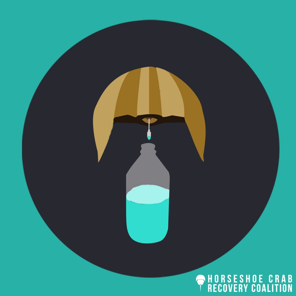 Horseshoe Crab Recovery Coalition tweet media