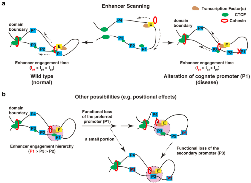 generegulation's tweet photo. Enhancer release and retargeting activates disease-susceptibility genes https://t.co/s780eGhAE0
✅ promoter loss -> its partner enhancer can loop to activate another promoter
✅ promoter choice determined by CTCF binding
✅ lack of preferred CTCF motif orientation
HT @3D_Genome https://t.co/810NeNKZhs