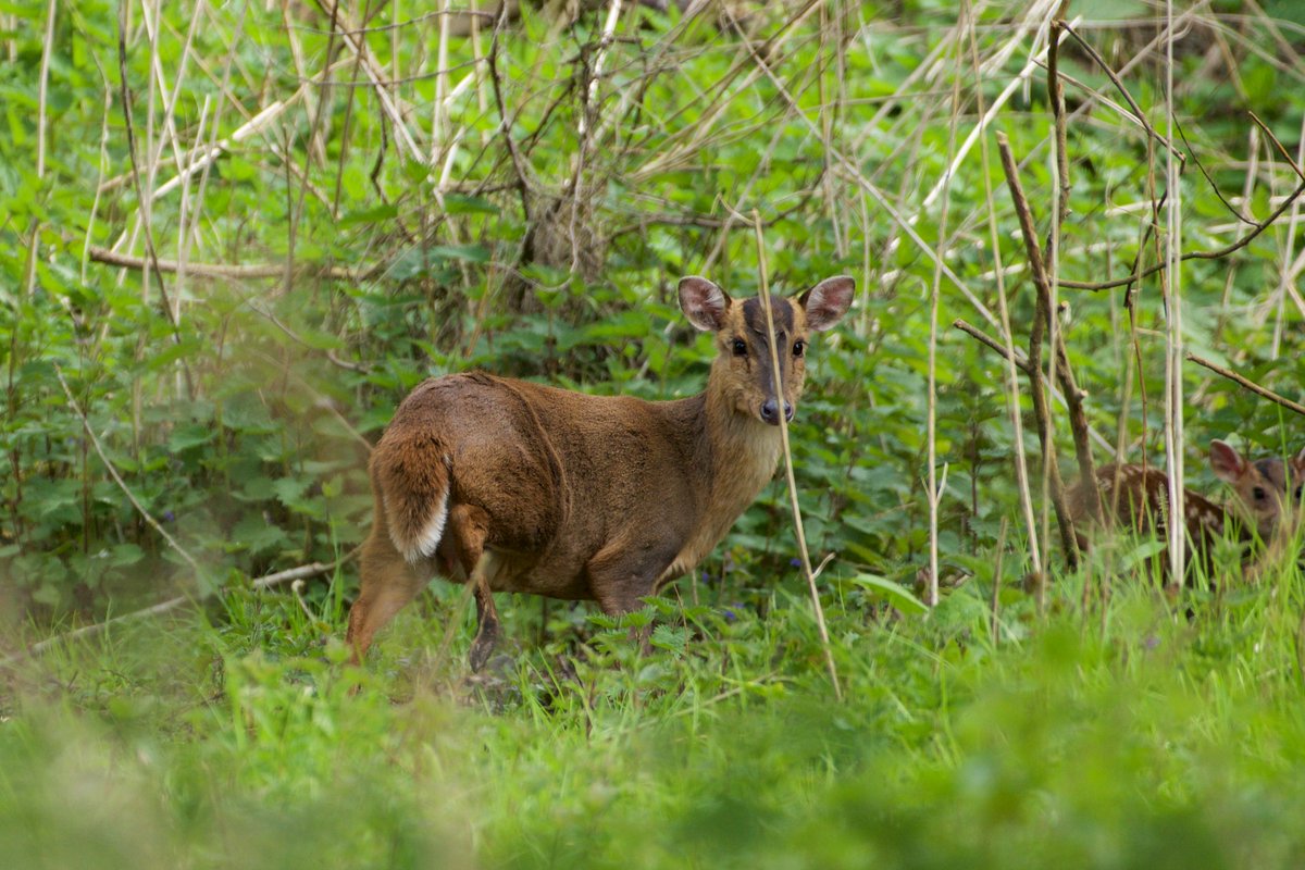 Muntjac deer (Muntiacus reevesi) are linked to declines in species such as nightingales @deersociety @WoodlandTrust @WildlifeTrusts @WildlifeMag