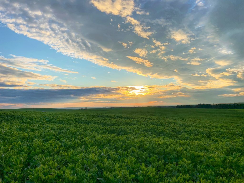 kowalchukfarms1's tweet image. A message to our urban friends:
Farming creates habitats not destroy them
Our fields provide food and homes for deer, moose, birds and many other types of wildlife
#Thread 1 of 3