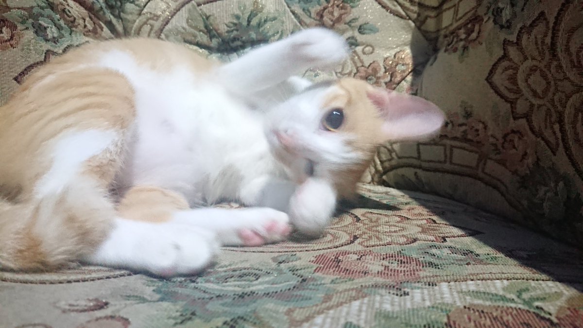 meoliberfamilia's tweet photo. Meowning~ 🍒🌄🏞️
Nya~ Nya~ 😻🐾
Bangun tidur Tidur lagi 😹👏💦
🌳🌱🍃🍀🐈

#SUNSOK #MEOLIBERFAMILIA #MEOLIBER #USOK #CatsOfTwitter #catsofinstagram #cat #Kucing #kucinglucu #catgirl #cute #animal #CuteCats #CuteAnimals #Kitty #kitten https://t.co/fl9nsVyR4k