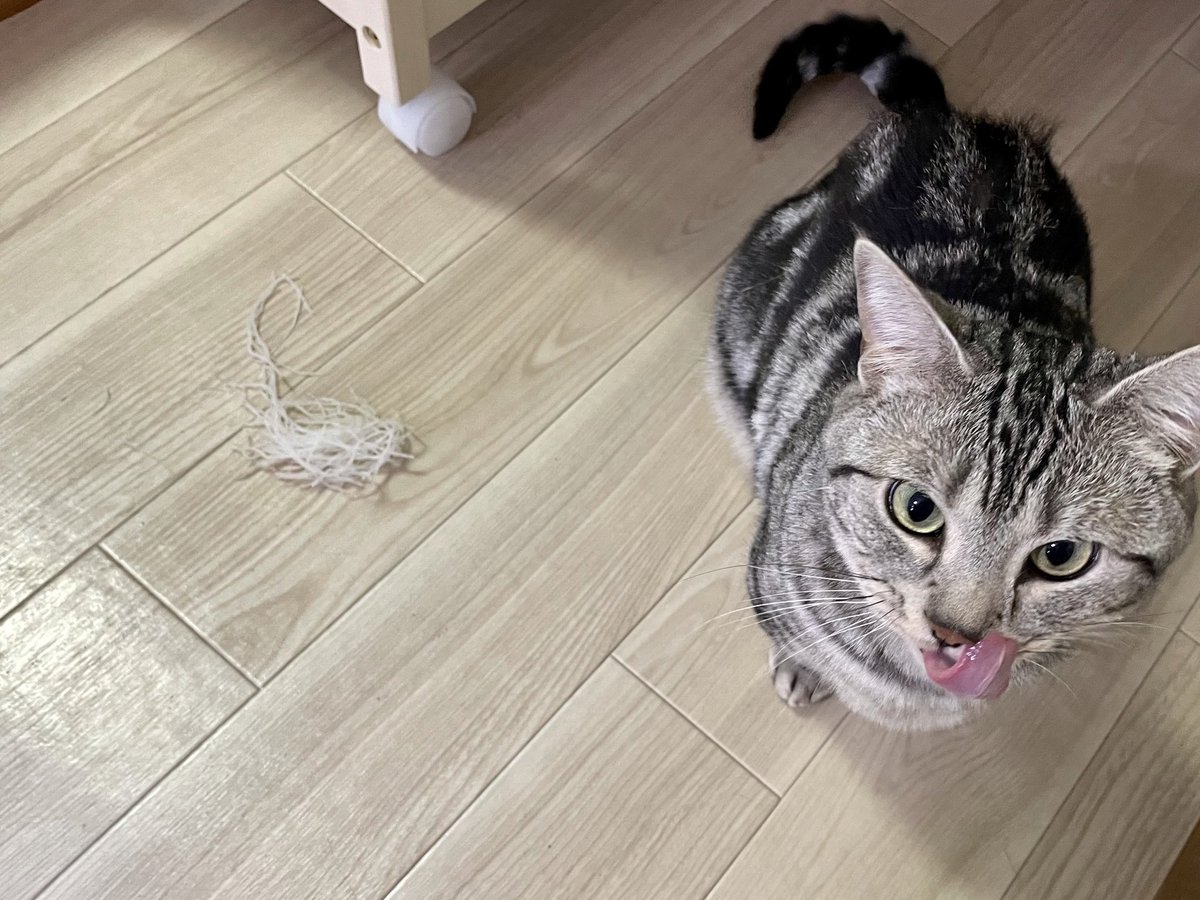 ツマを強奪されました 猫さん 泥棒現場を激写される まさに つま み食い ヒゲかと思った Togetter ツマを強奪されました 猫さん 泥棒現場を激写される まさに つま み食い ヒゲかと思った Togetter