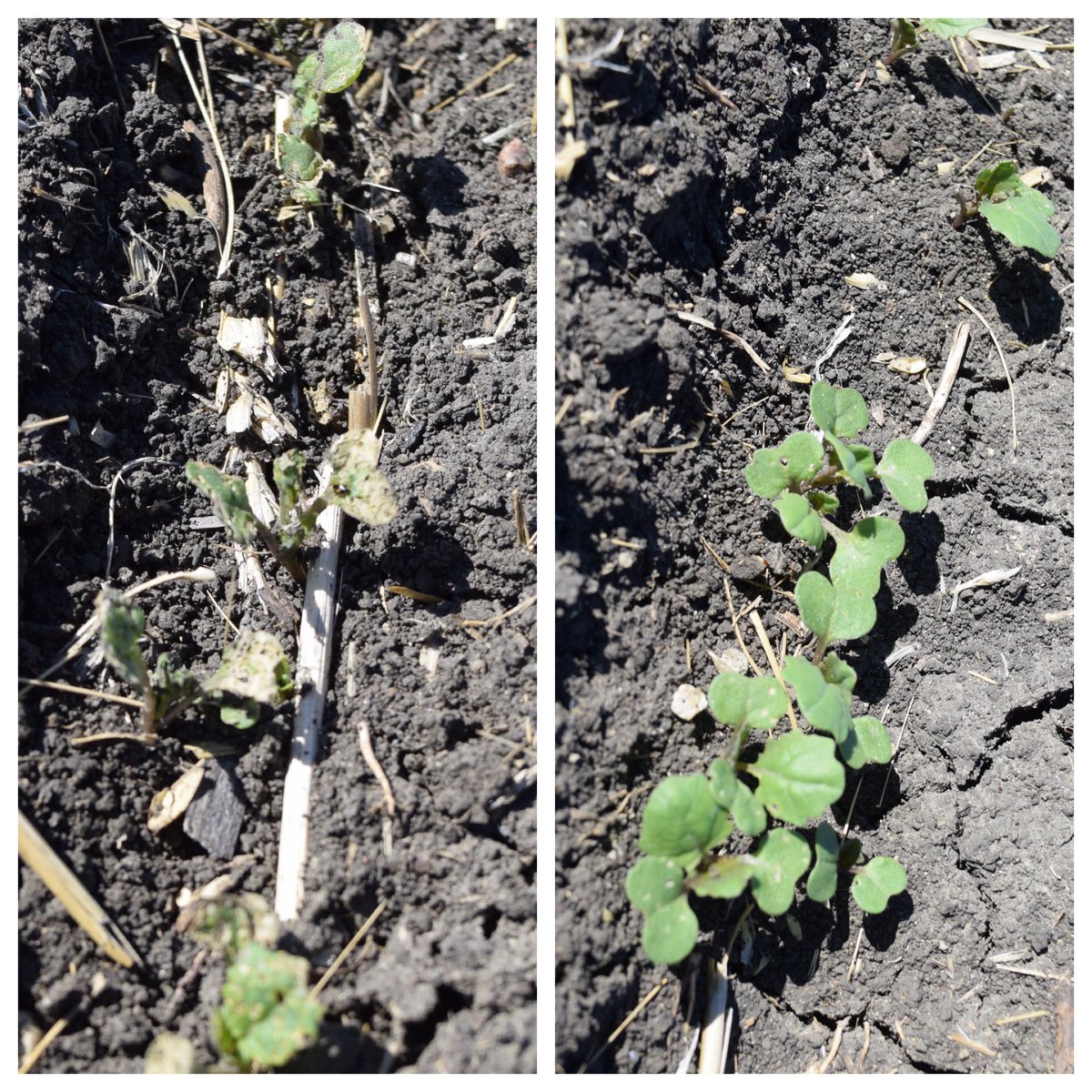 Nathan Klassen (@bcs_seedgrowth) on Twitter photo Checked out the canola seed treatment trial near Brandon today to see how BUTEO Start is handling flea beetles. Prosper EverGol - left, Prosper EverGol BUTEO Start - right. Apr 30 seeding date. #BUTEOstartAdvantage <a href="/Bayer4Crops/">Bayer | Crop Science</a> Checked out the canola seed treatment trial near Brandon today to see how BUTEO Start is handling flea beetles. Prosper EverGol - left, Prosper EverGol BUTEO Start - right. Apr 30 seeding date. #BUTEOstartAdvantage <a href="/Bayer4Crops/">Bayer | Crop Science</a>