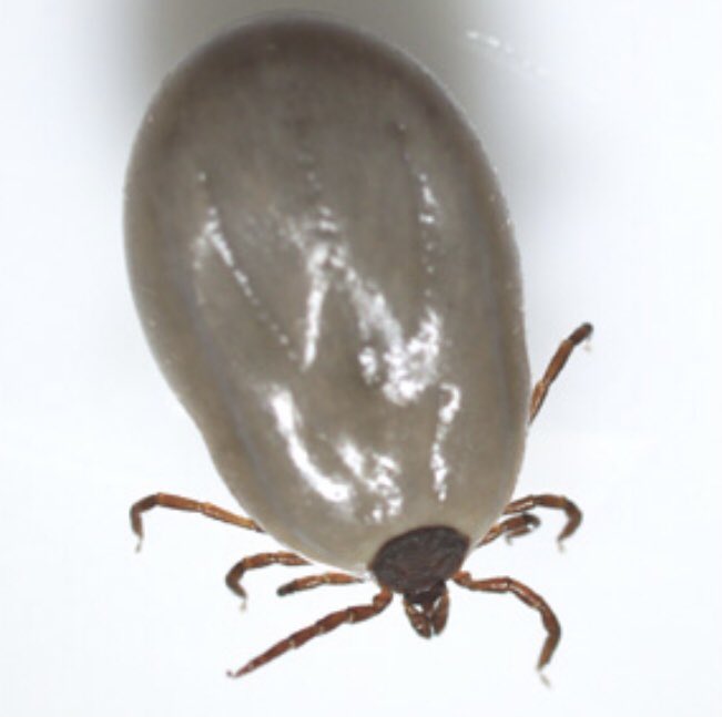IUIDfellowship's tweet photo. #idboardreview can you identify this engorged tick? This tick is a vector for which infections? #medEd #idmedEd #IDtwitter pic Ref CDC https://t.co/Vr1PgavcC8
