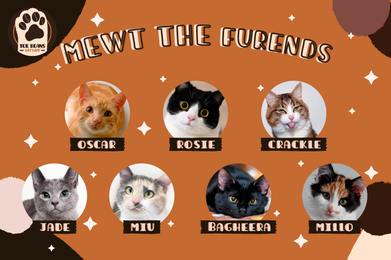 Toe Beans cat cafe (cafetoebeans) Twitter