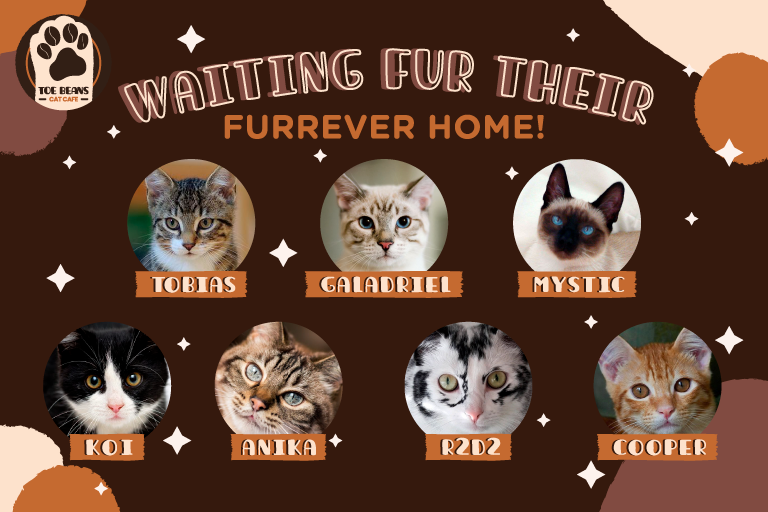 Toe Beans cat cafe (cafetoebeans) Twitter