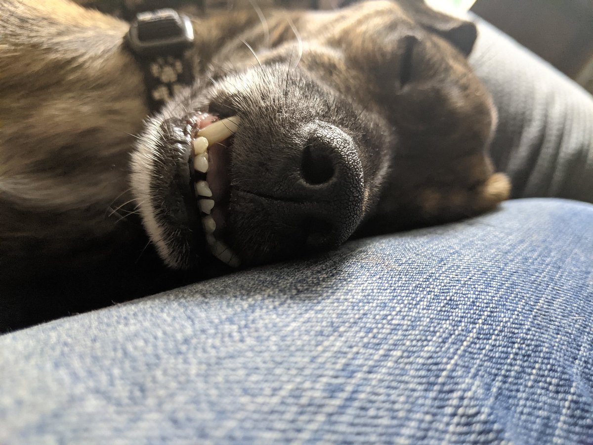 sheal_t's tweet photo. Hims sleeping, but you can boop his snoot. #LeoIsHuman #BoopTheSnoot #TeamUnderBite https://t.co/vC6Lm4U9HH
