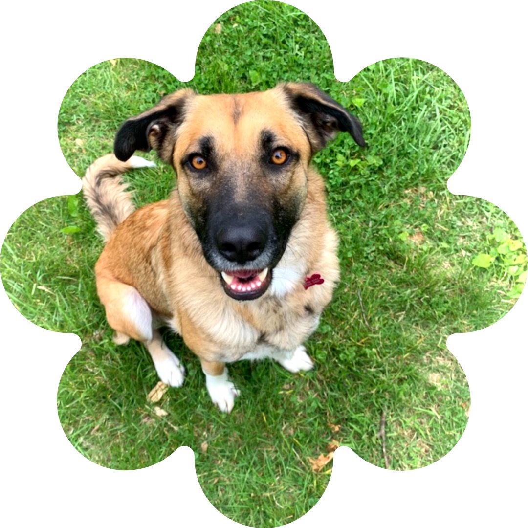 Meet Eda! Sweet Eda is a 2 year old Shepherd mix. She would love nothing more than to have a family of her own after she makes her film debut! Check her out with Community Animal Rescue Effort.
#ShelterToStar #ReelRescues