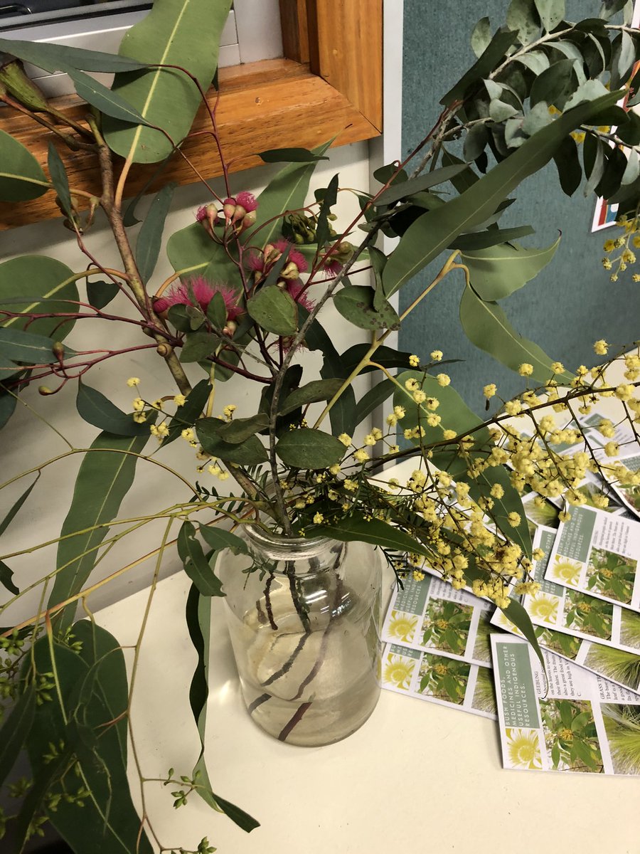 TamaraLPollock's tweet image. Loved collaborating with @KerryMattar this morning to discuss Aboriginal Education at #BlairmountPublicSchool &amp;amp; how we can increase the visibility of &amp;amp; engagement with cultural PLP goals #iSeeLearning @AusSchoolsPlus @LincEdhero