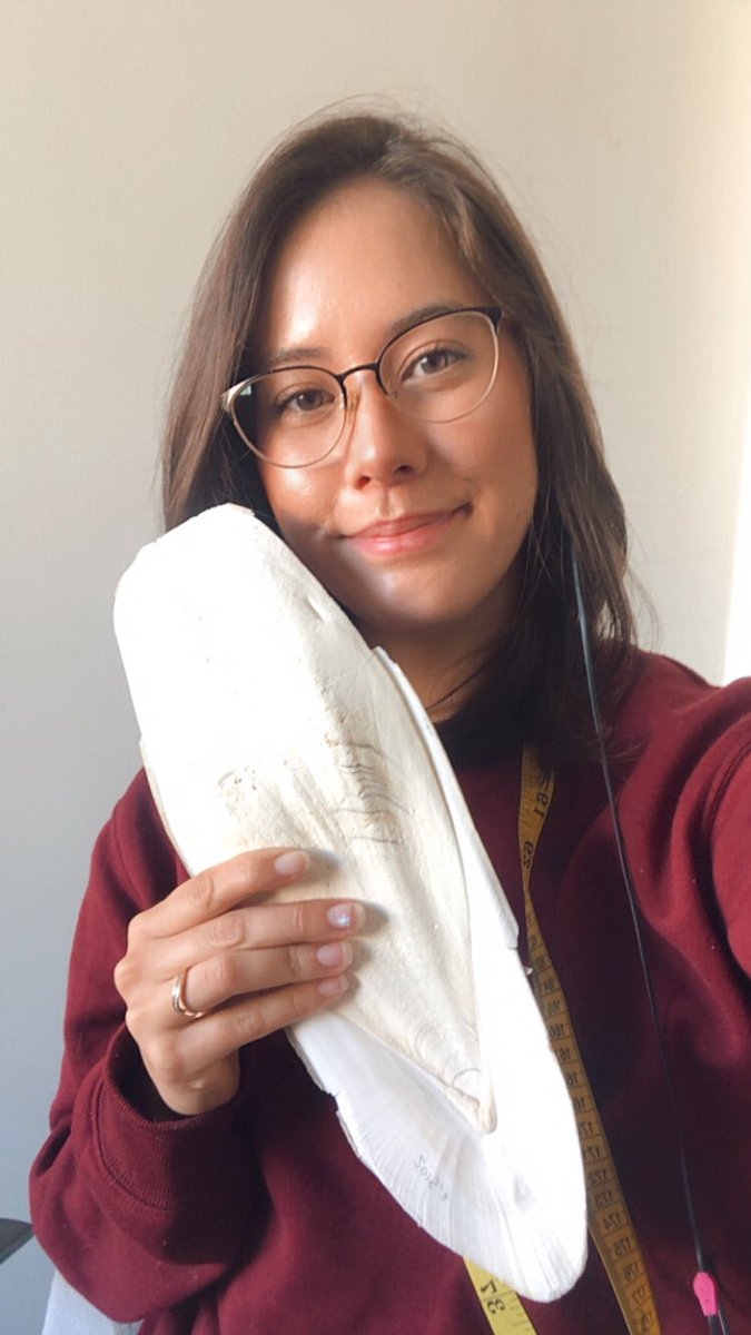 DonlonErica's tweet photo. Measuring Australian Giant cuttlefish cuttlebones today. Cuttlebones are to aid in buoyancy because it is super porous. Is this the biggest cuttlebone you’ve ever seen or what?! 🦑 🦴#sepiapama #giantcuttlefish #cuttlebone @UniSAFII https://t.co/9VfJvc4LsV