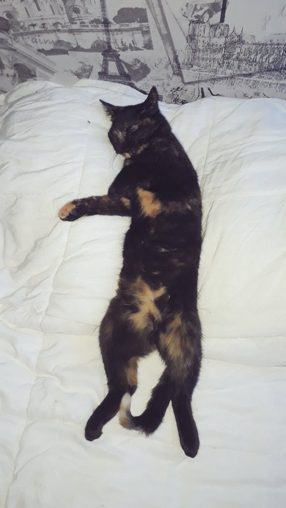 LinaPotatoQueen's tweet photo. If you don't want belly rubs why you sleep like this? 
#catlover #CuteCats https://t.co/JGe12SFwFn