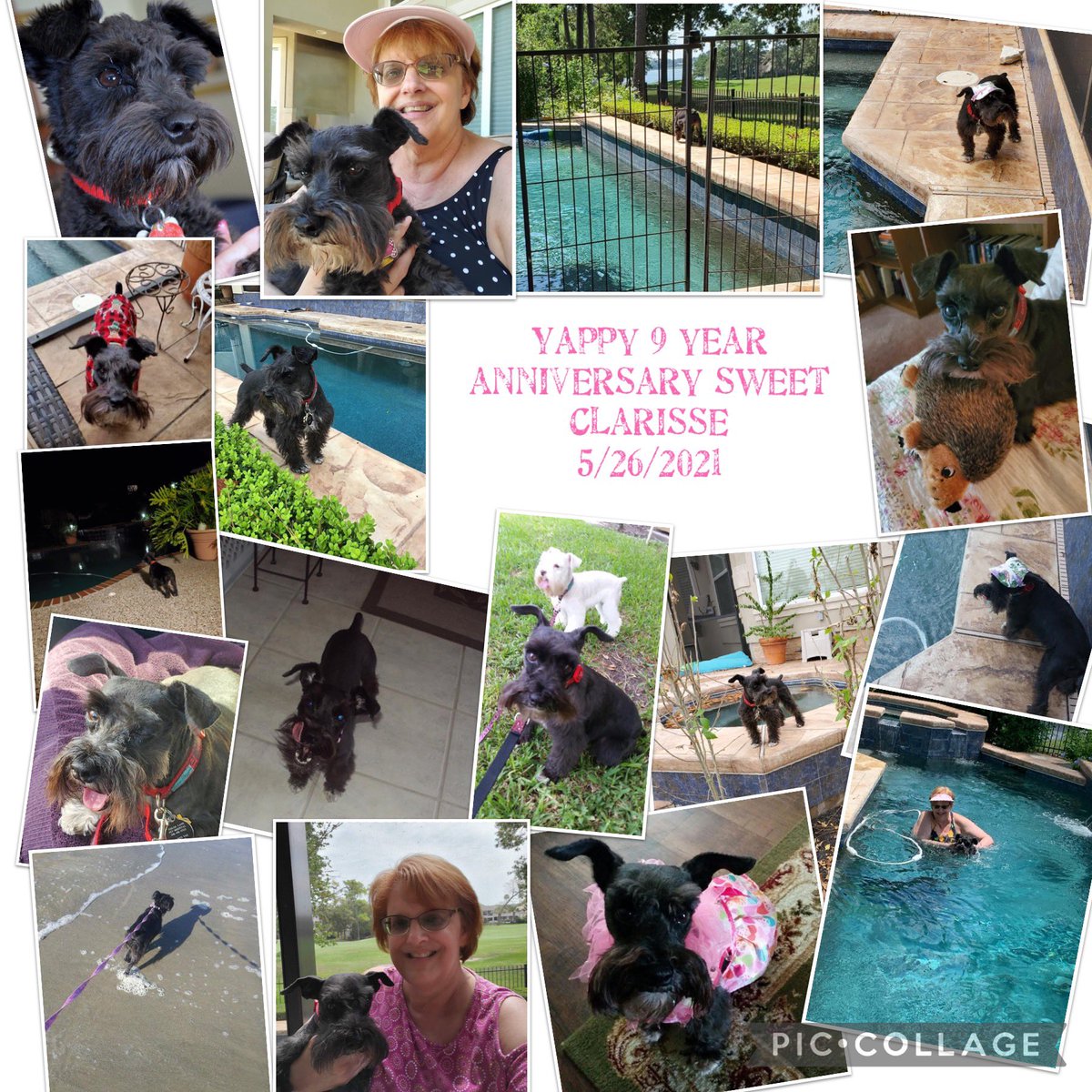 kmb2000's tweet photo. 9 years ago today…. My sweet Clarisse came home to stay. Happy Gotcha Day!
#blackminisrule #msrh #adoptdontshop https://t.co/qS99wqwSVC