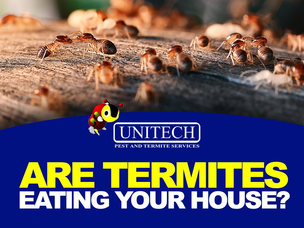 unitechpestcom's tweet photo. The natural behavior and habitat of termites allow them to stay out of sight. Once you have a termite infestation in your home it can be difficult to eradicate. It is much easier to engage in termite prevention than to go through the treatment process for a severe infestation. https://t.co/GrthROVUxY