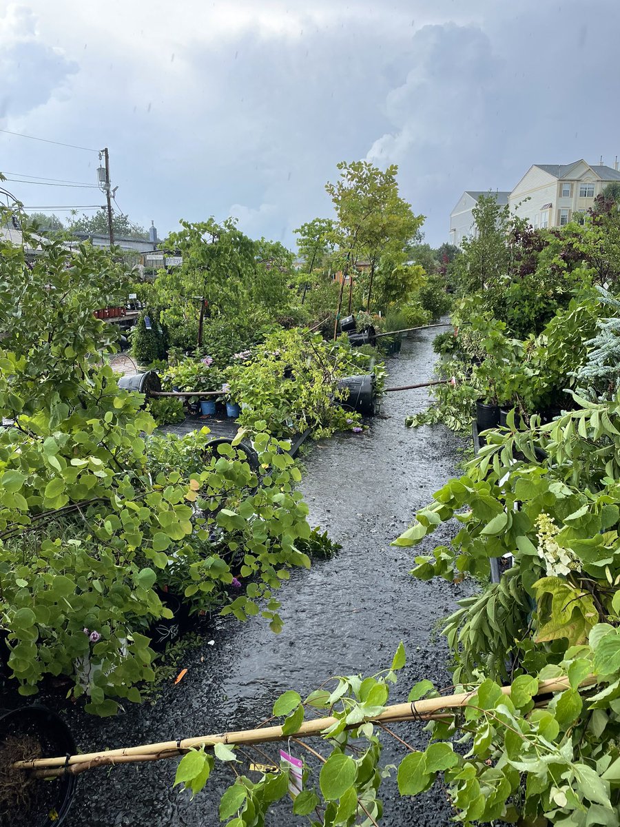 scarcamoboom's tweet photo. @ChuckBell4 @nbcwashington Storms in Alexandria, Trees Snapped and Down! #storm #Severe Thunderstorm Watch #onstorm @dougkammerer @GreenstreetNOVA https://t.co/tkPTRAlZtx
