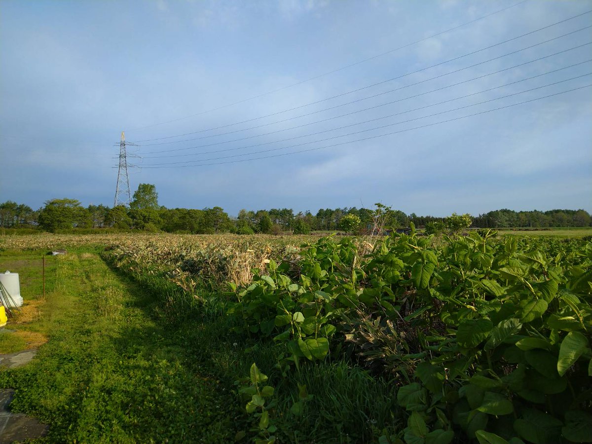 いくこ 朝の4時に起きて 野幌までワラビを採りに来ました 楽しかった ᴗ 2時間も採ってた しまむらの袋 うけるー 笑 江別市 野幌 山菜採り わらび ワラビ 楽しい いくこ 朝の4時に起きて 野幌までワラビを採りに来ました 楽しかった ᴗ 2時間も採ってた しまむらの袋 うけるー 笑 江別市 野幌 山菜採り わらび ワラビ 楽しい