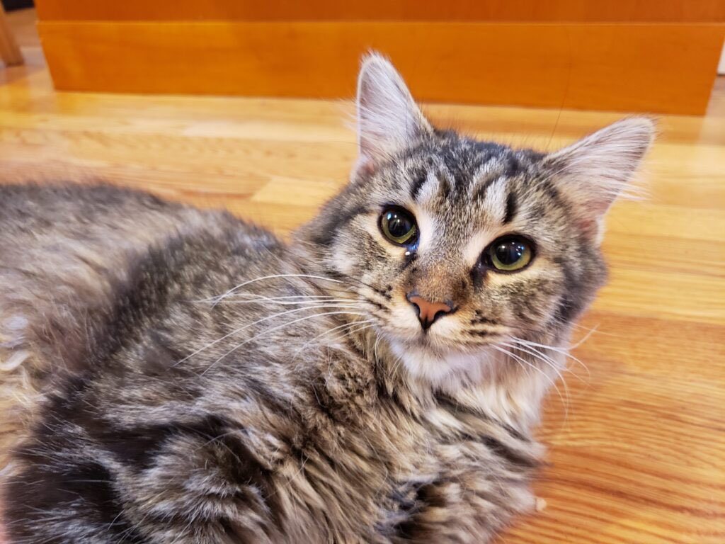 ConnectionKitty's tweet image. I am Pudding (female) and my brother is Sam (black male). We are 7 month old kitties, very sweet. My brother Sam has a little heart murmur.  KC did bloodwork to make sure no immediate treatment was needed and is arranging an echocardiogram. Adoption info: kittyconnection.net