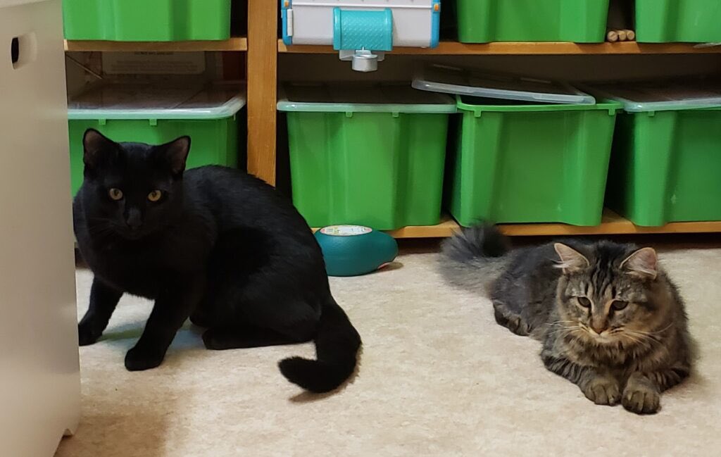 ConnectionKitty's tweet image. I am Pudding (female) and my brother is Sam (black male). We are 7 month old kitties, very sweet. My brother Sam has a little heart murmur.  KC did bloodwork to make sure no immediate treatment was needed and is arranging an echocardiogram. Adoption info: kittyconnection.net