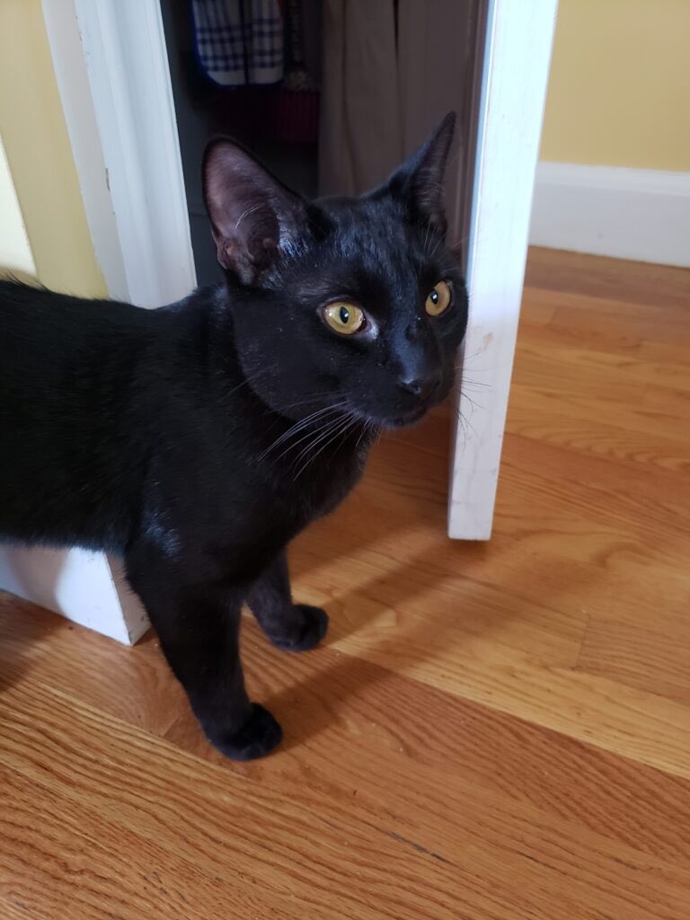 ConnectionKitty's tweet image. I am Pudding (female) and my brother is Sam (black male). We are 7 month old kitties, very sweet. My brother Sam has a little heart murmur.  KC did bloodwork to make sure no immediate treatment was needed and is arranging an echocardiogram. Adoption info: kittyconnection.net