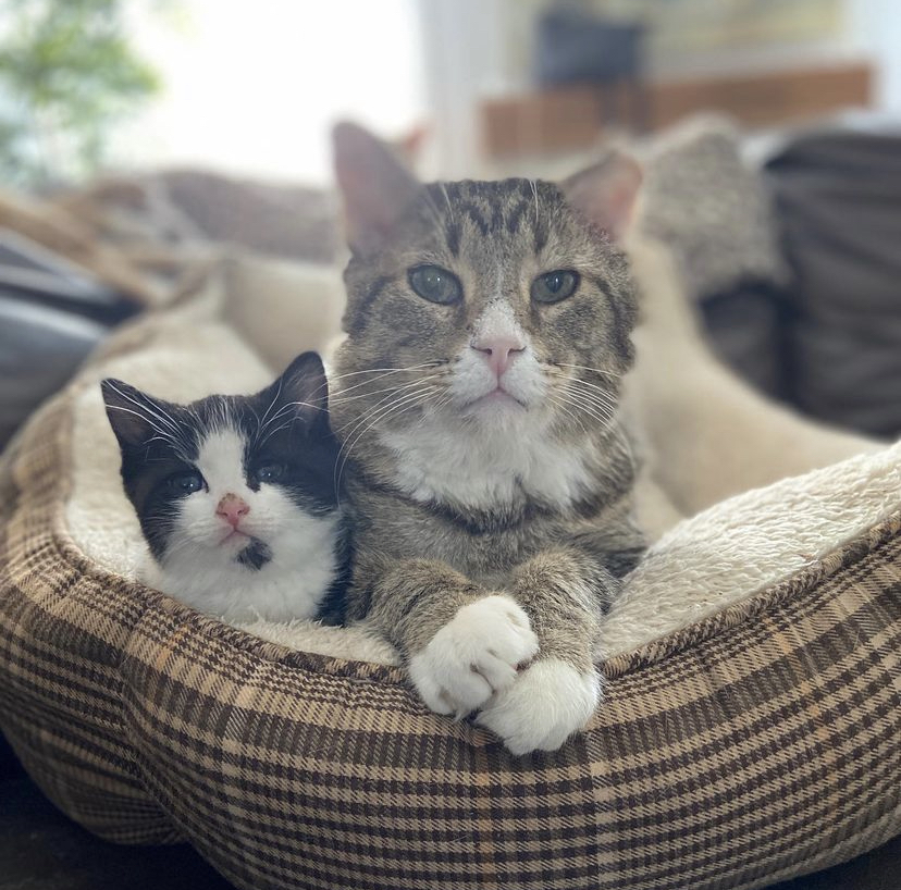 Timeline cleanser!
Grandpa Garth was rescued from #yeg streets to become a father figure for hundreds of kittens taken in by Furget Me Not Animal Rescue.
He loves cuddling and cleaning his kittens' faces!
#CatsOfTwitter #RescueCats
cbc.ca/listen/live-ra…