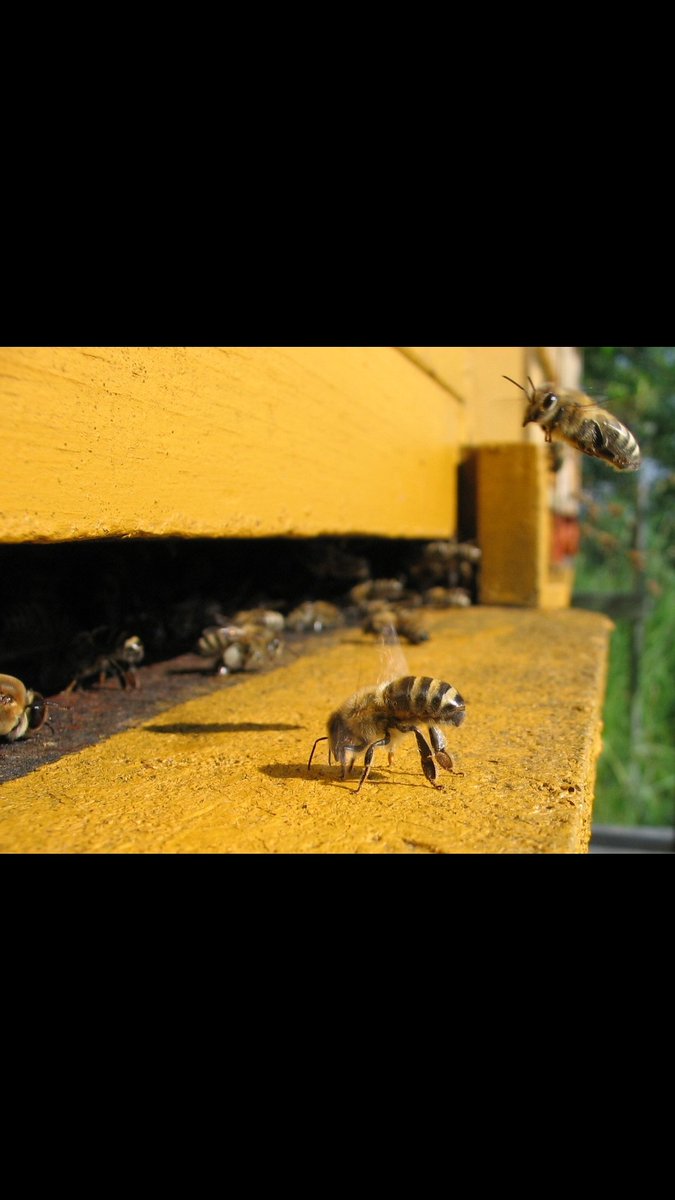 AJStiles12's tweet photo. #kew2021#kew##thedancingturtle #literaryfiction #bees #beethoven #nature #novels https://t.co/aho6vrb8aL
