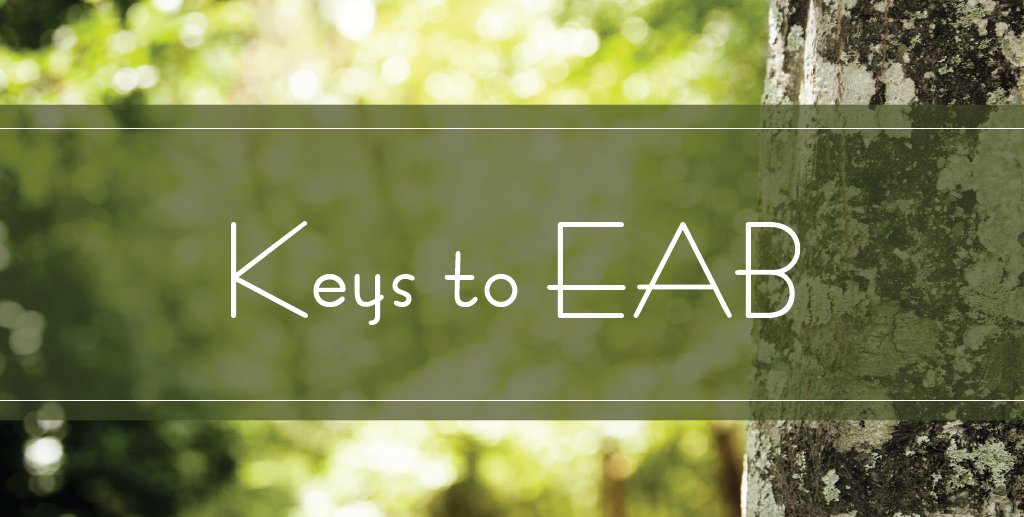 TXForestService's tweet photo. Emerald Ash Borer, or #EAB, is a serious threat to our ash trees that has been marching across the U.S. and Canada since 2002.
Tune in to our #TreesAreKey podcast episode to learn how to spot their damage and more here: https://t.co/Xv8QMiYfM0 #EABWeek https://t.co/5LZcdx3Dkw