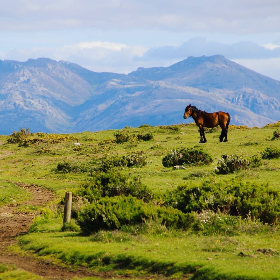ViaLethes's tweet photo. ♥️🐎🏞️Caballo "#garrano" disfrutando de su libertad en Queguas (#Entrimo), territorio del Parque Natural Baixa Limia-Serra do #Xurés
📸toxodoxures
#Natureza #Ourense #Galicia https://t.co/13bXdYUf0e