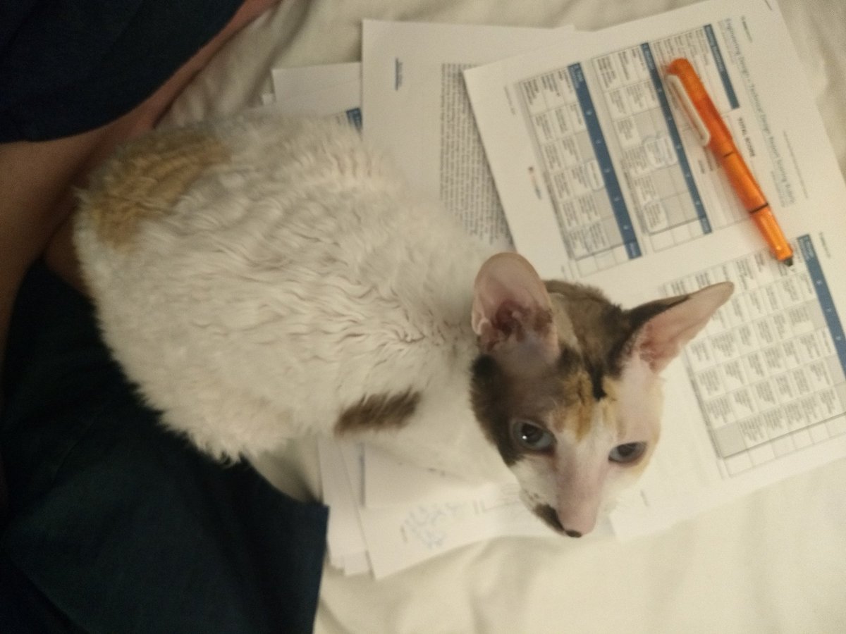 martpalau's tweet image. It seems my cat has decided to supervise my job as judge of @seaperch 2021 🙄🤷🏽♀️ #CatsOfTwitter #roboticscompetitions @AUVSIFoundation