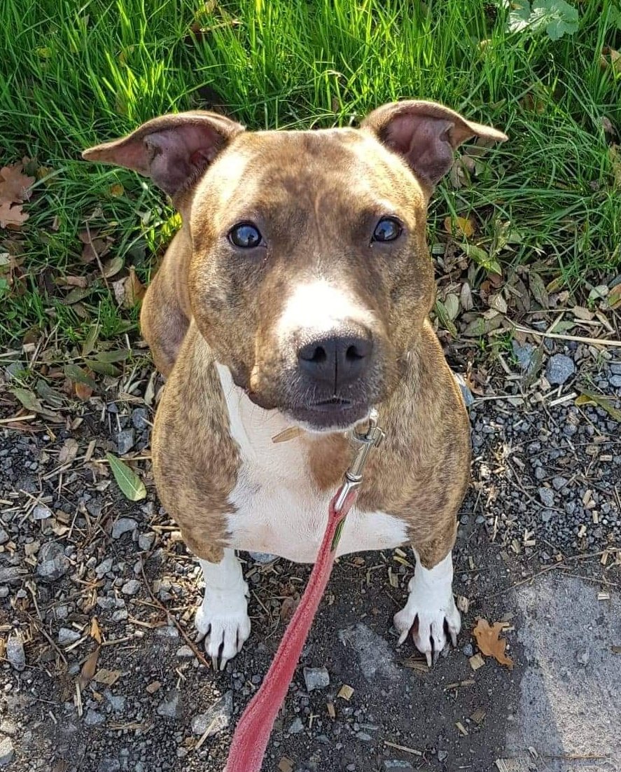 Association_Lsg's tweet photo. @courbet_julien Nous avons 2 jolies princesses qui recherchent une famille pour la vie... Et notre association recherche toujours un parrain, connaissant votre intérêt pour la cause animale nous aimerions beaucoup vous compter parmi nous ! #protectionanimale https://t.co/sjJoGmRoeC