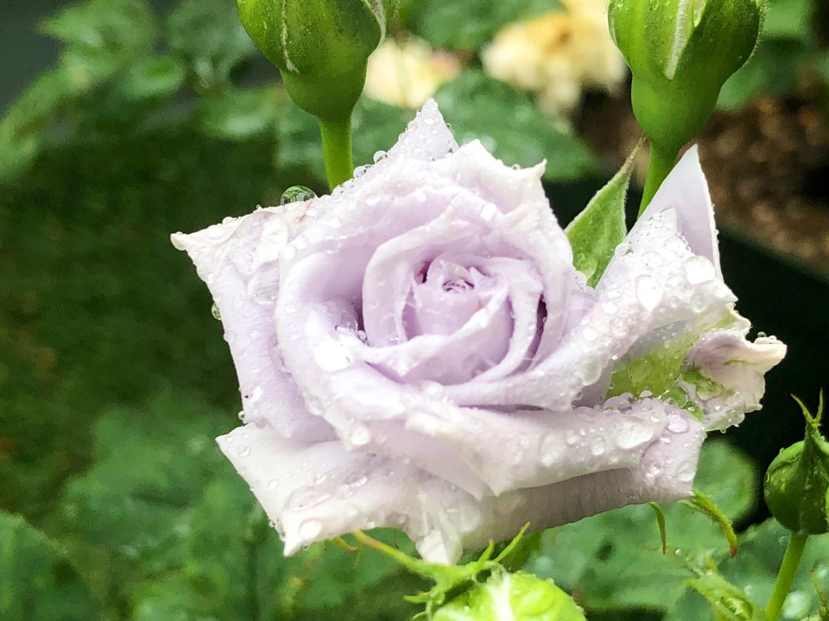 Hashtag 青バラ Na Twitteru