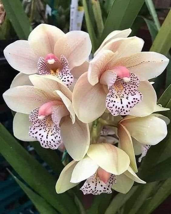 hamid bd129424 tweet media