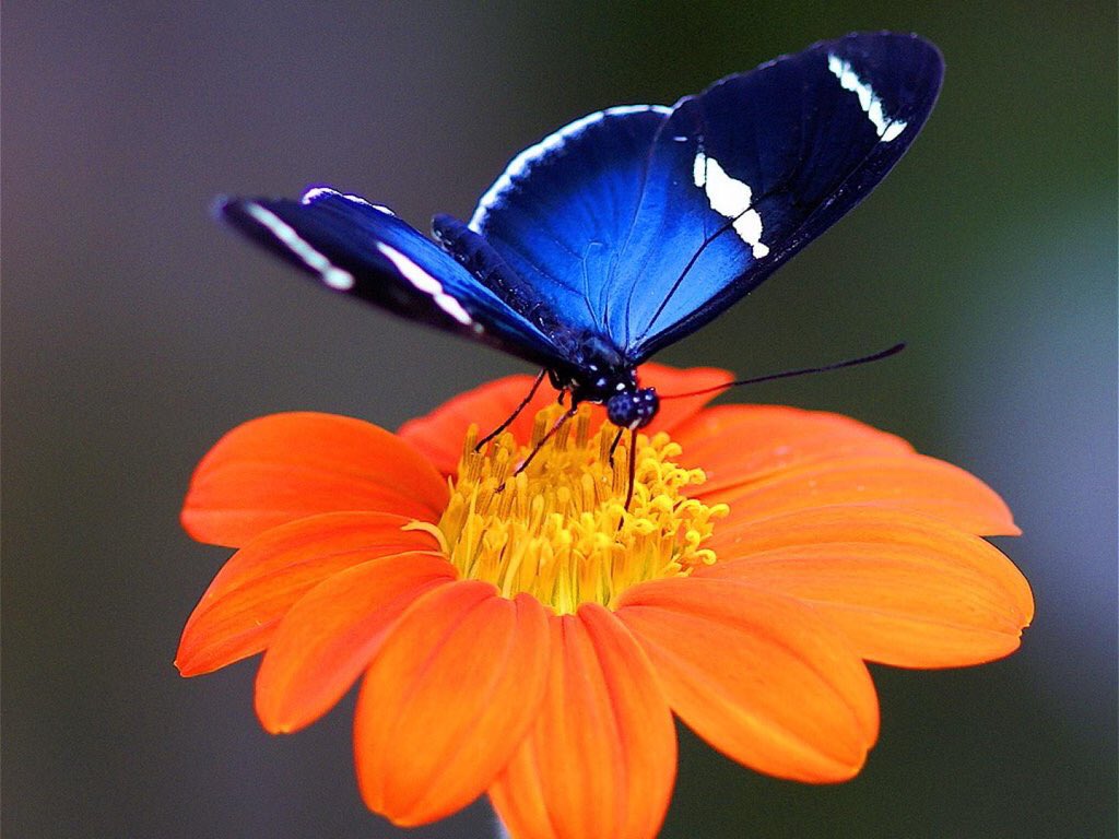 BlueParadise333's tweet photo. 🌿☀️🍃🧡🦋🧡🍃☀️🌿 https://t.co/g2UUf28zbE