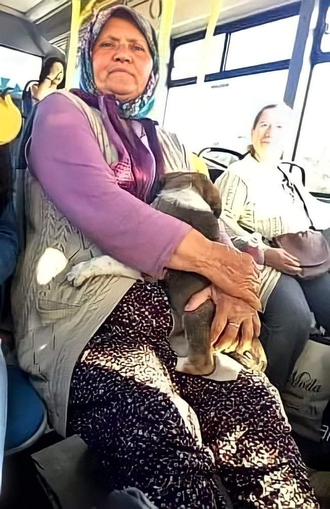 Ablamız,  Aydın'da, otobüs beklerken yol kenarında sahipsiz , korunmasız bir yavru köpek görüyor, bu yalnız başına yapamaz ölür, diye alıp kucağına evin yolunu tutuyor
Kimse de , arabaya köpek bindiremezsin demiyor  
Sonra ortaya böyle güzel bir fotoğraf çıkıyor 👏