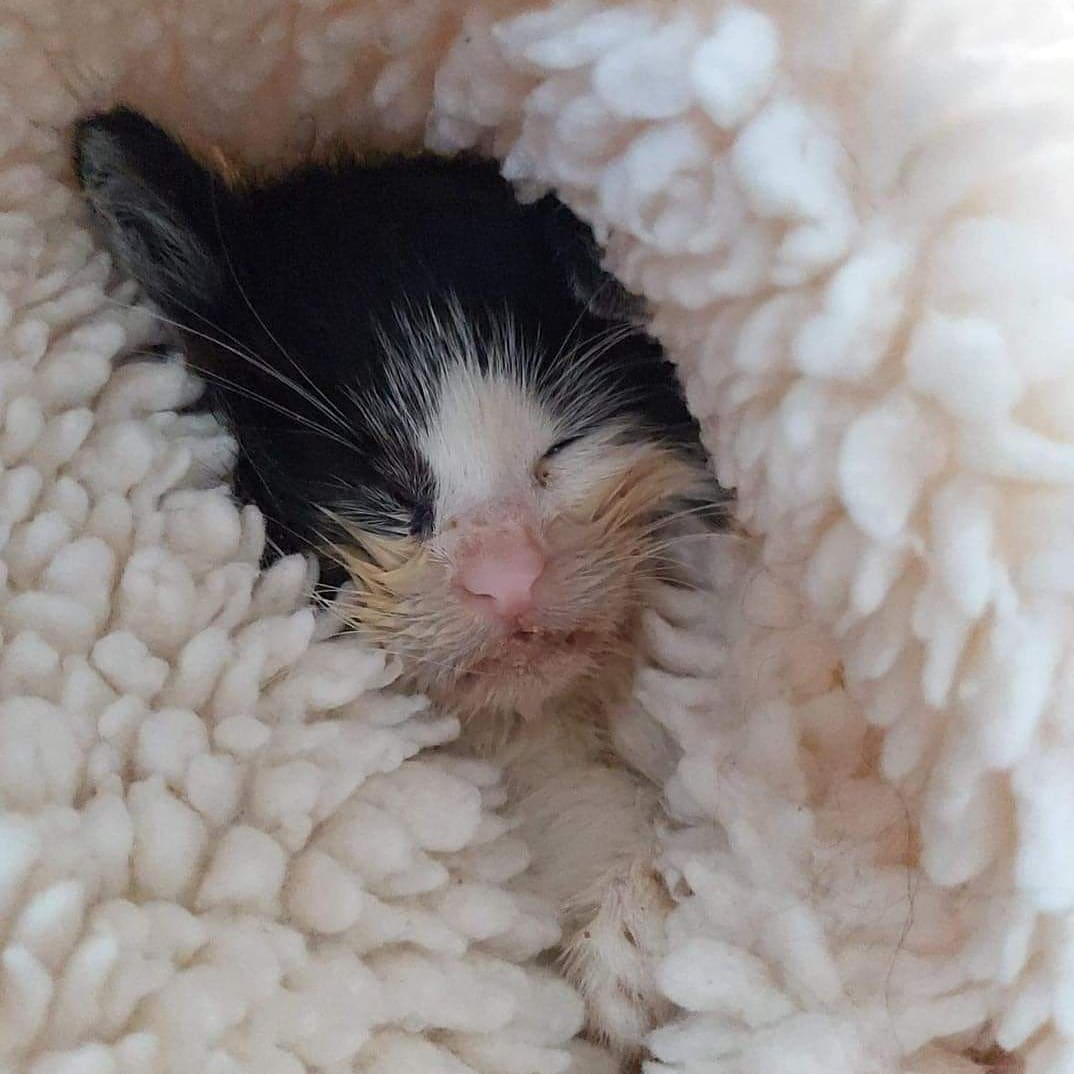 StrayCatsWM's tweet photo. PLEASE PLEASE FIGHT WINSTON 🤞🙏🙏🙏🙏🙏🙏🙏🙏🙏🙏🙏🙏🙏🙏🙏🙏🙏💔💔💔💔💔
Come on little man, your life is just starting !!!!!! https://t.co/jBlLVHfBvL
