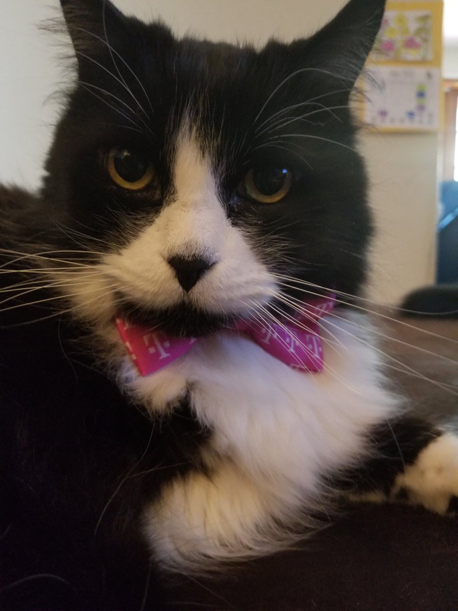 A tuxedo in a bow tie. #TMobilePets