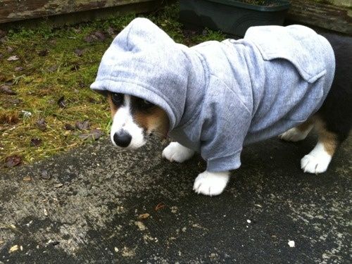 attackofthecute's tweet image. Hipster hoodie. attackofthecute.com/on/?i=11744