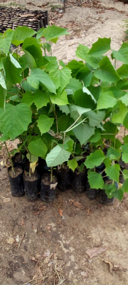 SAVE_DAKAR's tweet photo. Nous sommes prêts pour la livraison🌳 zone 1 : keur massar,  Rufisque  ,Bargny .
Un 🇸🇳 Un 🌳 https://t.co/IUKNExCEOq
