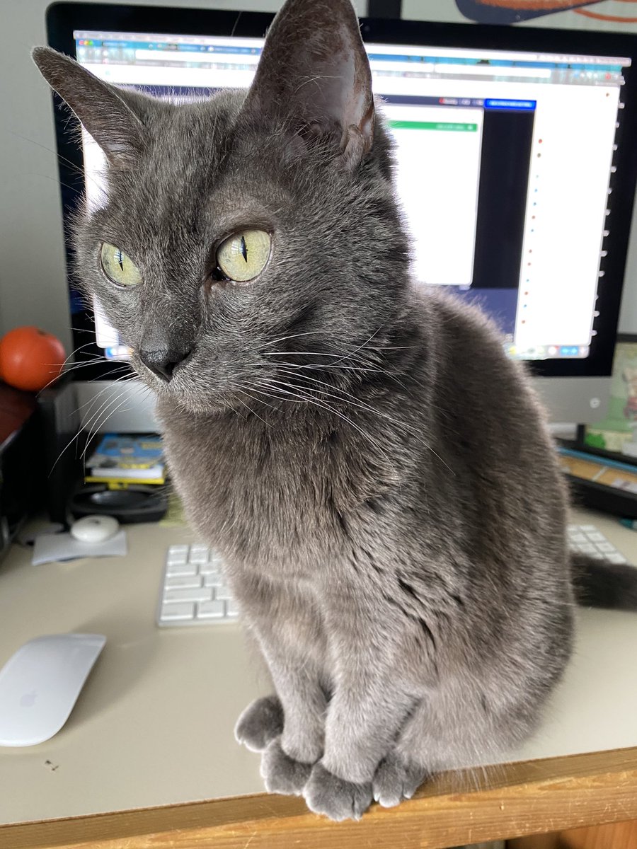 With apologies to <a href="/bericks/">Bill Erickson</a>, apparently Niya was not as interested in Angular development as I was. #conferencecats #evgils21