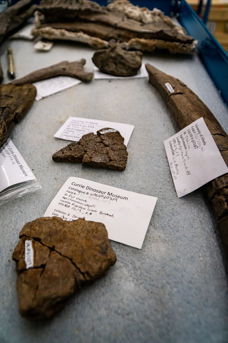 ZenSeekers's tweet image. With tools in hand, navigate Pipestone Creek to get to a dinosaur fossil bed.
➡️ zenseekers.com/story/be-dinos…

#ExploreNWAB through @curriemuseum for a hands-on experience at a real dino dig.

#GPTourism #GrandePlan  #explorealberta
 @TravelAlberta
📷 @Stasher_BC @ZenSeekers