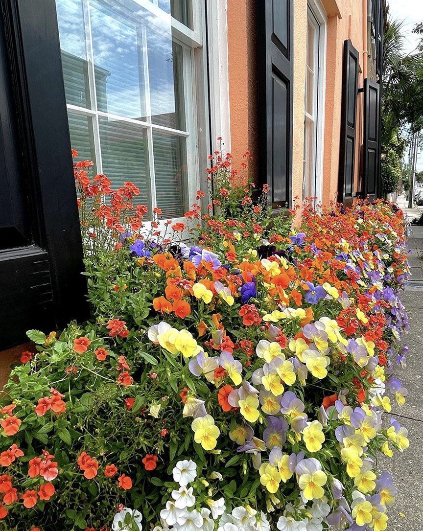 Congrats! @snefzgerpr has been selected as today's finalist for our #ChasMagWindowBoxes #PhotoContest presented by @dunesproperties. Submit your best Charleston window box photo on Instagram for a chance to win $250 from @tigerlilyfloristchs.  #springincharleston #lowcountry