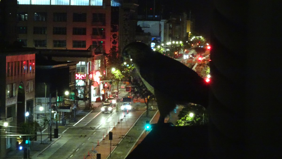 PartyOf3rdPart's tweet photo. A #hawk decided to join me as I was watching the lunar eclipse over San Francisco last night 3:30 am. Wasn't bothered at all that I was leaning out of the window only 6 feet away. Eventually took off chasing after some critter below in the street. #urbanhawk https://t.co/TXZxkc8BHy