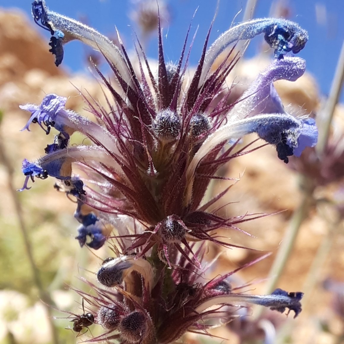 Pisikotu (Nepeta) Ulubaba Dağı / Adıyaman