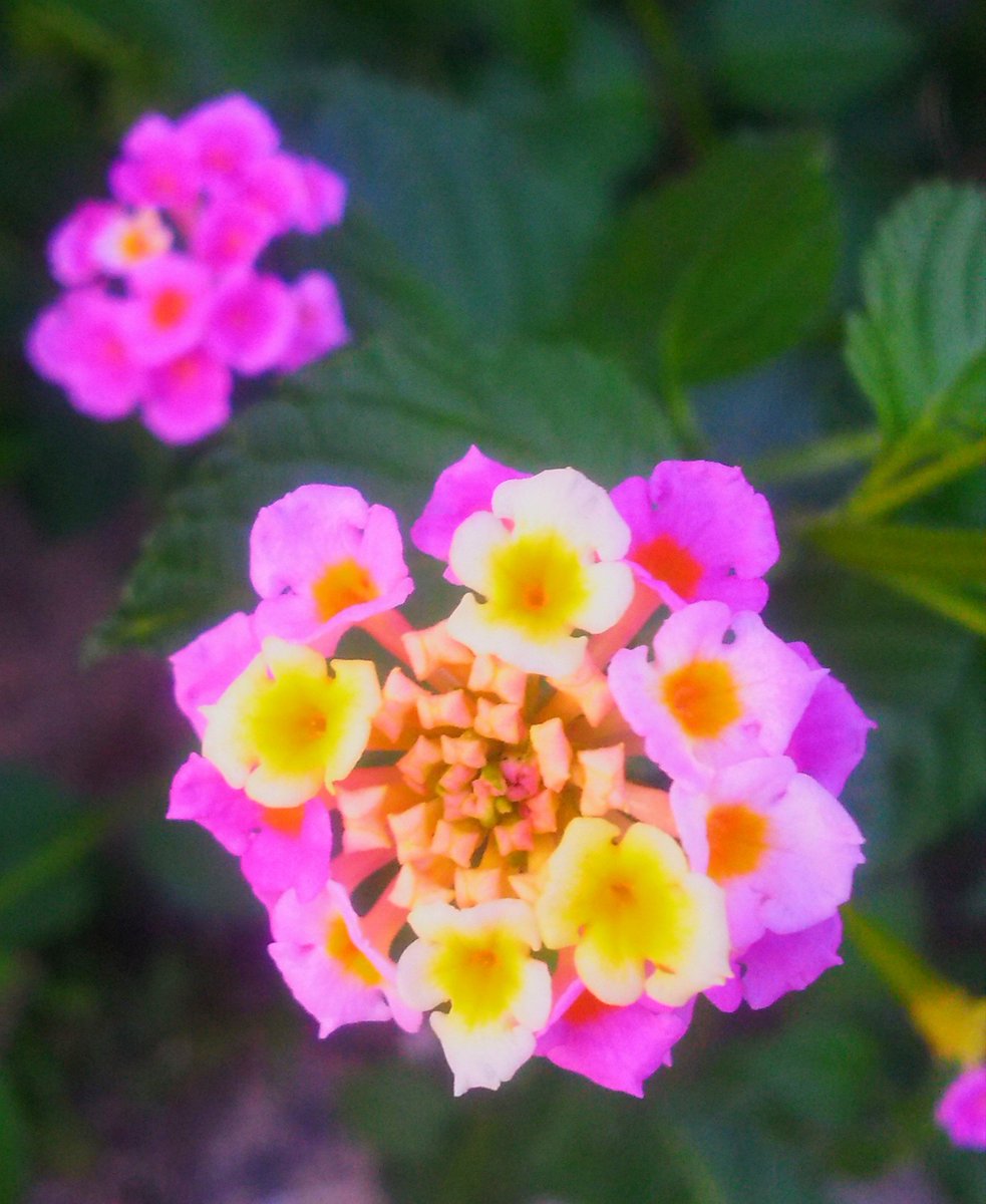 ランタナ Twitter Search Twitter