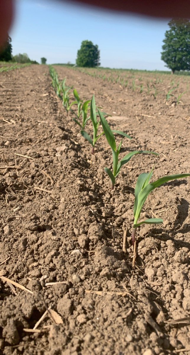 joe_phillippi's tweet photo. Corn crop off to a good looking start #plant21 Cargill,ON https://t.co/oOmEHgZ4bC