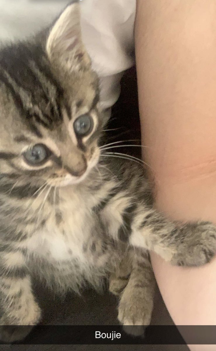 Min katt heter boujie…