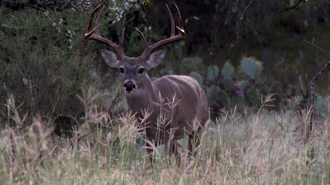 DeerGearTV's tweet photo. So many people can find something about a whitetail that gets them excited and gets their heart pounding! What gets your heart pounding?

#hunting #whitetaildeer #huntingwhitetail #whitetail #bigwhitetail #deerhunting https://t.co/OMA1a74Bgi