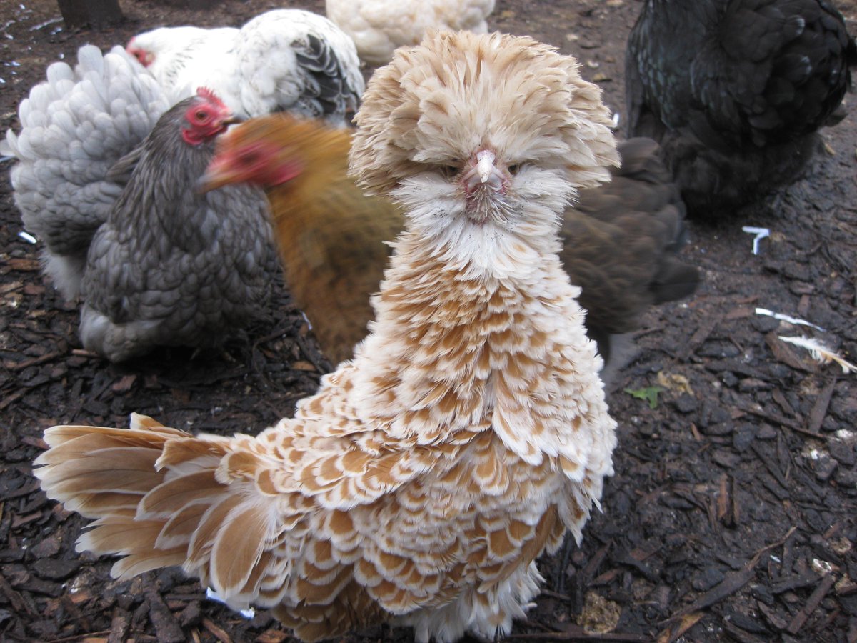 Polish frizzle chickens 3. pic.twitter.com/6Oig14sfuY. @organlessbodies. 