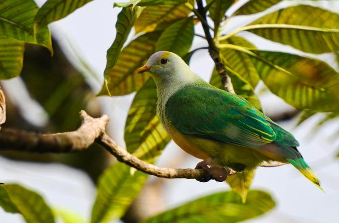 a_london_pigeon's tweet photo. Raiatea Fruit-dove (Ptilinopus chrysogaster) aka Tahiti Fruit-dove .. ranges across five small islands in the southern Pacific ocean .. one of seven or eight fruit-dove species at the furthest east fringe of the general fruit-dove radiation #French_Polynesia
π· Fred Jacq. https://t.co/x97Doa6HKU