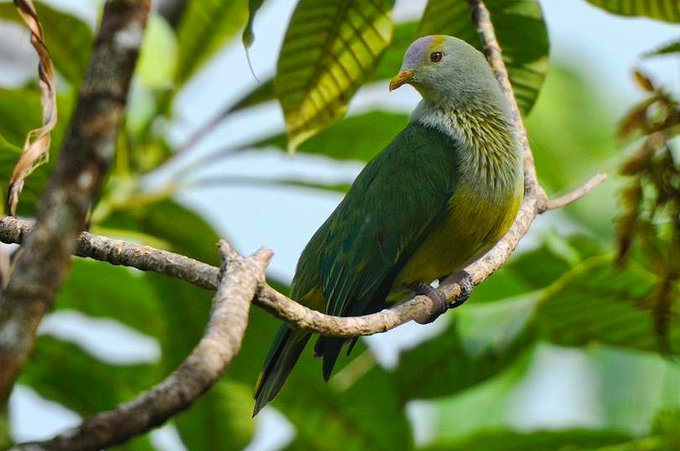 a_london_pigeon's tweet photo. Raiatea Fruit-dove (Ptilinopus chrysogaster) aka Tahiti Fruit-dove .. ranges across five small islands in the southern Pacific ocean .. one of seven or eight fruit-dove species at the furthest east fringe of the general fruit-dove radiation #French_Polynesia
π· Fred Jacq. https://t.co/x97Doa6HKU