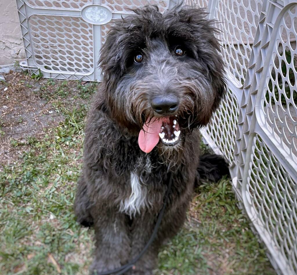 DogSittingMiami's tweet photo. Kylo Ren ๐พ
#DogsAreCool #DogsofTwitter #DogsofInstagram #Dogs #AdoptDontShop #dog #dogBoarding #dogDaycare #dogstagram #dogsitter #dogWalker #RescueDogs #ShotOniPhone #Borderdoodle https://t.co/GMXOXyWSQ4 https://t.co/M7mFkCpBIV